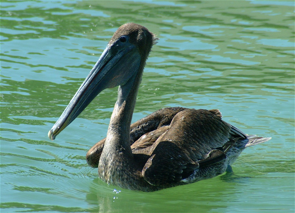 (05) Dscf1810 (brown pelican).jpg   (1000x724)   302 Kb                                    Click to display next picture